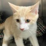 Oslo. (Photo courtesy Homer Animal Shelter)