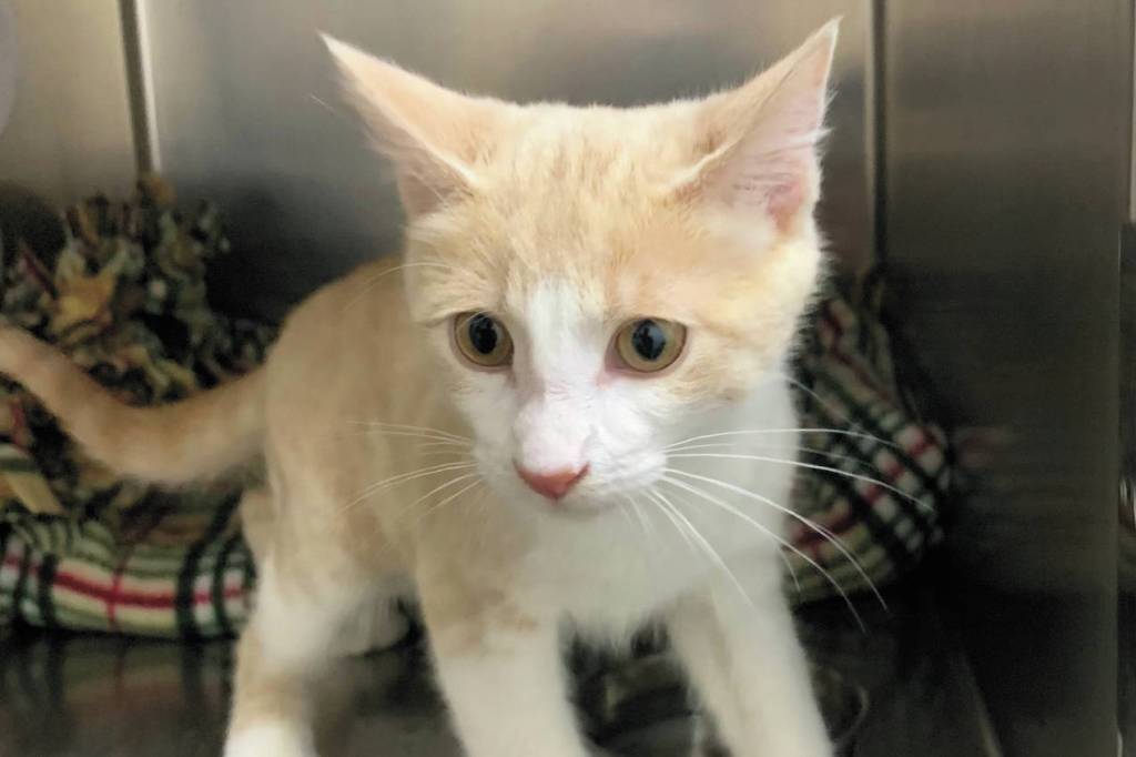 Oslo. (Photo courtesy Homer Animal Shelter)