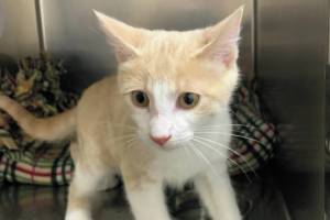 Oslo. (Photo courtesy Homer Animal Shelter)