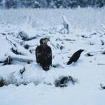 An immature bald eagle, left, and a raven sit on a driftwood log on Thursday, Dec. 10, 2020, at Mariner Park beach on the Homer Spit in Homer, Alaska. (Photo by Michael Armstrong/Homer News)