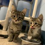 Pets of the Week Hans and Franz, as seen Saturday, Dec. 19, 2020, at the Homer Animal Shelter in Homer, Alaska. (Photo courtesy Alaska Mindful Paws)