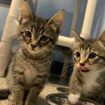 Pets of the Week Hans and Franz, as seen Saturday, Dec. 19, 2020, at the Homer Animal Shelter in Homer, Alaska. (Photo courtesy Alaska Mindful Paws)