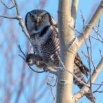 A Northern Hawk Owl clutching a red-backed vole near Watson Lake between Sterling and Cooper Landing, Alaska on Nov. 30, 2020. (Photo by Colin Canterbury/USFWS)