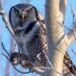 A Northern Hawk Owl clutching a red-backed vole near Watson Lake between Sterling and Cooper Landing, Alaska on Nov. 30, 2020. (Photo by Colin Canterbury/USFWS)