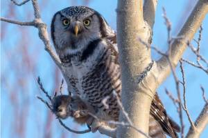A Northern Hawk Owl clutching a red-backed vole near Watson Lake between Sterling and Cooper Landing, Alaska on Nov. 30, 2020. (Photo by Colin Canterbury/USFWS)