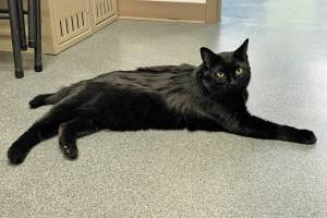 Ebony. (Photo courtesy Homer Animal Shelter)