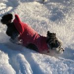 Fletcher runs through the snow on Saturday, Jan. 2, 2021, on Diamond Ridge near Homer, Alaska. (Photo by Michael Armstrong/Homer News)