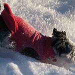 Fletcher runs through the snow on Saturday, Jan. 2, 2021, on Diamond Ridge near Homer, Alaska. (Photo by Michael Armstrong/Homer News)