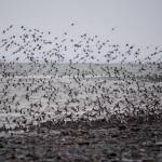 A large flock of rock sandpipers flies over the Mud Bay side of the Homer Spit on Saturday, Jan. 9, 2021, in Homer, Alaska. (Photo by Michael Armstrong/Homer News)