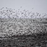 A large flock of rock sandpipers flies over the Mud Bay side of the Homer Spit on Saturday, Jan. 9, 2021, in Homer, Alaska. (Photo by Michael Armstrong/Homer News)