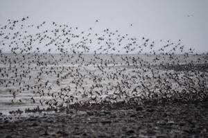 A large flock of rock sandpipers flies over the Mud Bay side of the Homer Spit on Saturday, Jan. 9, 2021, in Homer, Alaska. (Photo by Michael Armstrong/Homer News)