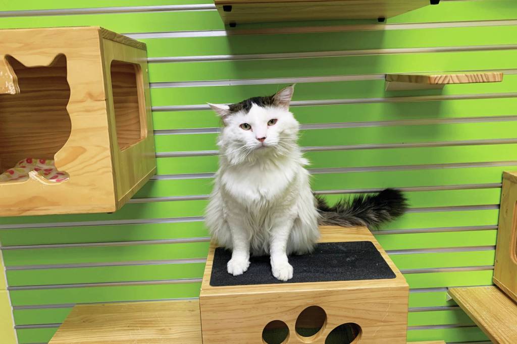 Alistair. (Photo courtesy Homer Animal Shelter)