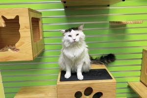 Alistair. (Photo courtesy Homer Animal Shelter)