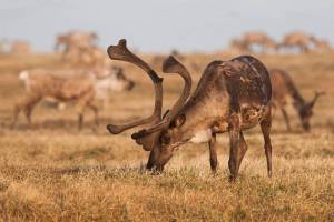Porcupine caribou graze in the Arctic National Refuge. (Malkolm Boothroyd)