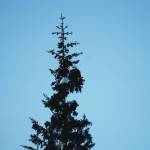 The white of a bald eagle's head makes perfect camouflage while sitting in a snow covered spruce tree on Jan. 19, 2021, on Diamond Ridge in Homer, Alaska. (Photo by Michael Armstrong/Homer News)