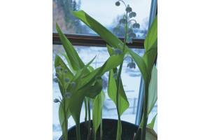 Pips bloom on Jan. 4, 2021, in the home of the Kachemak Gardener in Homer, Alaska. Of the plant, Rosemary Fitzpatrick said, "Carri Thurman had the foresight to dig up the pips. We stored them in our respective refrigerators until the end of November. We were inspired after watching The Victorian Kitchen Garden." (Photo by Rosemary Fitzpatrck)