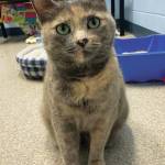 Maggie. (Photo courtesy Homer Animal Shelter)