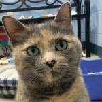 Maggie. (Photo courtesy Homer Animal Shelter)