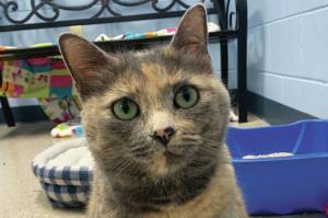 Maggie. (Photo courtesy Homer Animal Shelter)