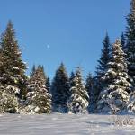 The moon rises over snow-covered spruce trees on Sunday, Jan. 24, 2021, on Diamond Ridge near Homer, Alaska. About 4 feet of snow has fallen on Diamond Ridge this winter, nearly covering elderberry bushes and pushki stalks. (Photo by Michael Armstrong/Homer News)