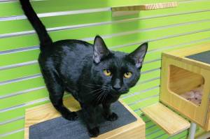 Eclipse. (Photo courtesy Homer Animal Shelter)