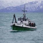 The Stormbird comes into the Homer Harbor on Thursday, Jan. 28, 2021, in Homer, Alaska. (Photo by Michael Armstrong/Homer News)
