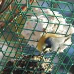 A red-breasted nuthatch looks over its shoulder between bites of suet in a hanging-cage style feeder. (Photo by Todd Eskelin/USFWS)