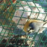 A red-breasted nuthatch looks over its shoulder between bites of suet in a hanging-cage style feeder. (Photo by Todd Eskelin/USFWS)