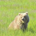 Salt marshes are important food sources for brown bears. As we see an earlier start to the growing season or increased plant growth, bears will likely benefit from them even more. (Photo by Michael Hannam/NPS)