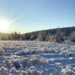 In a photo taken in the winter of 2020, a hayfield off Greer Road near Fritz Creek, Alaska, shows young spruce and willow to be cut and mowed as part of Alaska Department of Fish and Game wildlife enhancement projects on the southern Kenai Peninsula. (Photo courtesy Matt James, Homer Soil & Water Conservation District)