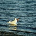 A sea gull grabs a sea star on Sunday, Feb. 7, 2021, on the Homer Spit in Homer, Alaska. (Photo by Michael Armstrong/Homer News)