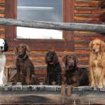 Left to right: Covey (English Springer Spaniel), Bristol (chocolate lab), Sunny (Boykin spaniel), Roxy (chocolate lab), and Bella (golden retriever). (Photo courtesy Mike Chihuly)