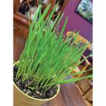 Wheat grass offers a bright spot of green in an otherwise very snowy March on March 5, 2021, in the Kachemak Gardener's home in Homer, Alaska. (Photo by Rosemary Fitzpatrick)