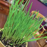 Wheat grass offers a bright spot of green in an otherwise very snowy March on March 5, 2021, in the Kachemak Gardeners home in Homer, Alaska. (Photo by Rosemary Fitzpatrick)