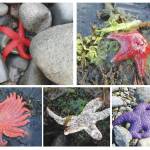 Photos courtesy of Mandy Lindeberg, NOAA, and Brenda Konar, University of Alaska Fairbanks 
Blood stars (top left) and leather stars (top right) were less impacted by the disease and are more likely to be seen today. Sunflower sea stars (bottom left), mottled sea stars (lower center, this one showing symptoms of disease) and ochre sea stars (lower right) used to be common, but were most affected by the disease and have become more rare.