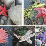 Blood stars (top left) and leather stars (top right) were less impacted by the disease and are more likely to be seen today. Sunflower sea stars (bottom left), mottled sea stars (lower center, this one showing symptoms of disease) and ochre sea stars (lower right) used to be common, but were most affected by the disease and have become more rare. (Photos courtesy of Mandy Lindeberg, NOAA, and Brenda Konar, University of Alaska Fairbanks)