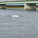 A beluga whale and calf swim near the Warren Ames Bridge on the Kenai River on Sept. 16, 2020, near Kenai, Alaska. (Photo by Teresa Becher)