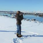 Kenya Pace looks for beluga whales on March 3, 2021, along the Kenai River near Kenai, Alaska. (Photo by Teresa Becher)