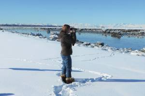 Kenya Pace looks for beluga whales on March 3, 2021, along the Kenai River near Kenai, Alaska. (Photo by Teresa Becher)