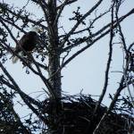 A bald eagle perches in a spruce tree near the Lake Street stoplight on Thursday, March 11, 2021, in Homer, Alaska. Since 2010, a pair of bald eagles has nested in the area near Beluga Slough south of the Lake Street and Sterling Highway intersection. The first nest was destroyed when the tree fell down in a winter storm in 2011. In 2012 the eagles built a new nest across from the Homer Post Office by the motorhome dump station. In 2014 they built another nest in a new tree closer to the slough. This year’s eagles have returned to a nest built in 2016 just east of the 2014-2015 nest.