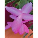 "The perfect pink of the epiphytic cactus that I picked up at the grocery store years ago reliably blooms two or three times a year," the Kachemak Gardener said of this flower blooming on Sunday, March 21, at her Homer home. (Photo by Rosemary Fitzpatrick)