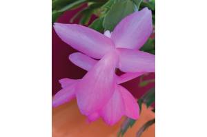 "The perfect pink of the epiphytic cactus that I picked up at the grocery store years ago reliably blooms two or three times a year," the Kachemak Gardener said of this flower blooming on Sunday, March 21, at her Homer home. (Photo by Rosemary Fitzpatrick)