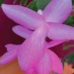 The perfect pink of the epiphytic cactus that I picked up at the grocery store years ago reliably blooms two or three times a year, the Kachemak Gardener said of this flower blooming on Sunday, March 21, 2021, at her Homer, Alaska, home. (Photo by Rosemary Fitzpatrick)