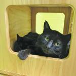 Bjorn and Anni. (Photo courtesy Homer Animal Shelter)