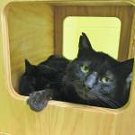 Bjorn and Anni. (Photo courtesy Homer Animal Shelter)