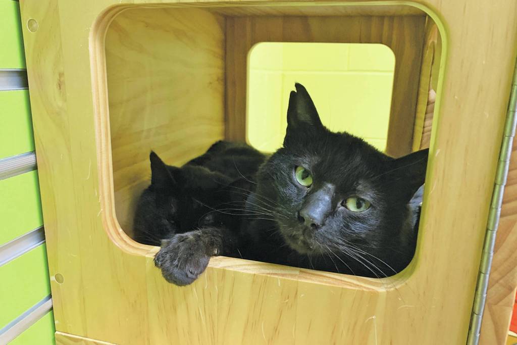 Bjorn and Anni. (Photo courtesy Homer Animal Shelter)