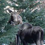 A cow moose and calf stand by spruce trees on Tuesday, March 23, 2021, near the Homer News in Homer, Alaska. (Photo by Michael Armstrong/Homer News)