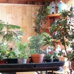 A selection of plants lines a table in the Plant Man showroom on Feb. 19, 2021 in the Wildberry Building in Homer, Alaska. (Photo by Megan Pacer/Homer News)