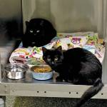 Aggi and Anni. (Photo courtesy Homer Animal Shelter)