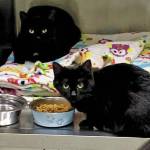 Aggi and Anni. (Photo courtesy Homer Animal Shelter)